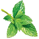 Herbs