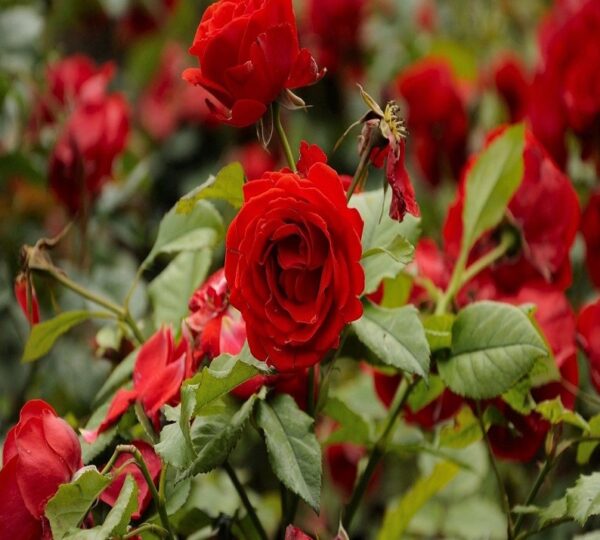 Rose Plant