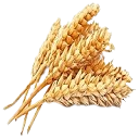 Organic Wheat