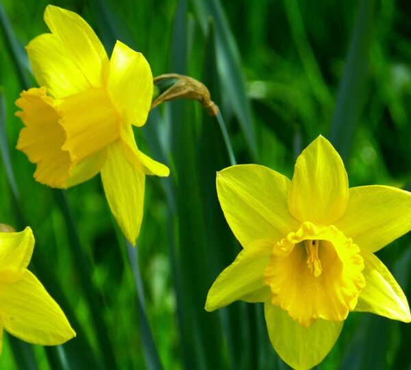 Daffodil