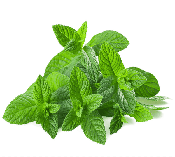 Mint